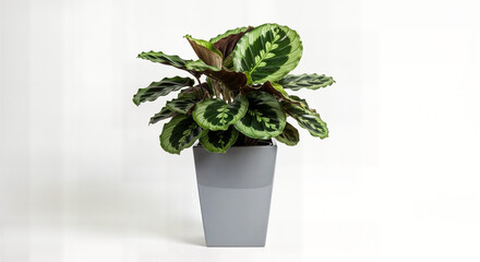 Elegant Indoor Calathea Plant (Calathea medallion) in a Modern Grey Pot on White Background - Trendy Low-Maintenance Houseplant for Stylish Home and Office Decor, Natural Air Purifier for Bright and L