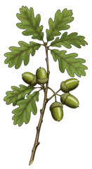 Obraz premium Oak Branch with Acorns Illustration Leaves Transparent Background Art