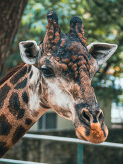ホーチミンのサイゴン動植物園