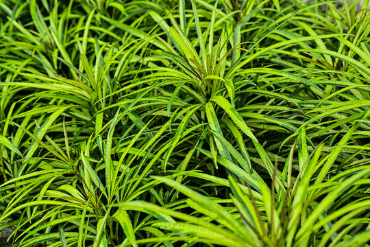 Osmoxylon lineare or Ararea or Aralea or Aralia or Miagos Bush is an ornamental plant belonging to the shrub, its leaves are green and yellow. long leaves and sharp edges. Close up view.