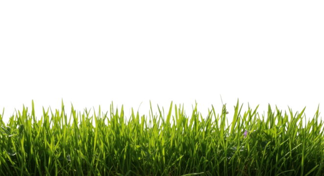 Green grass blades for lawn care concepts isolated PNG with Transparent Background - Powered by Adobe