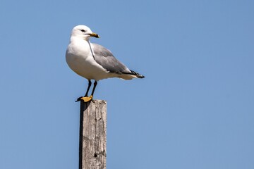 Gull standing around in Bonavista, Newfoundland