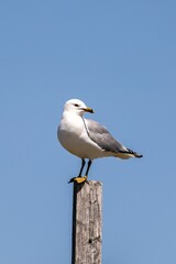 Gull standing around in Bonavista, Newfoundland