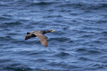 Double-Crested Cormorant flying near the water