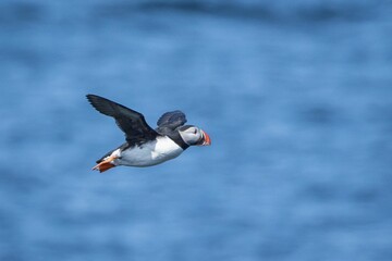 Puffin in flight in Elliston, Newfoundland