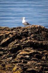 Gull standing around in Bonavista, Newfoundland