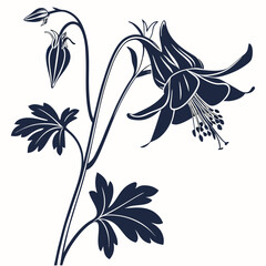 black and white columbine