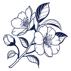 black and white camellia