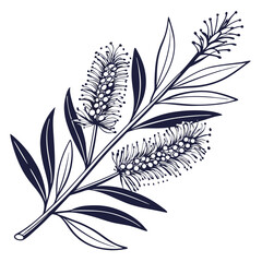 Obraz premium black and white callistemon