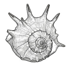 Fototapeta premium Seashell Shell Sea Creature Isolated Background Graphic Illustration