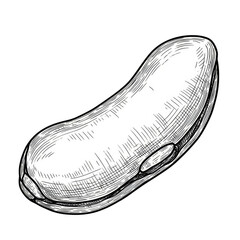 White Bean Seed Legume Grain Healthy Food Illustration