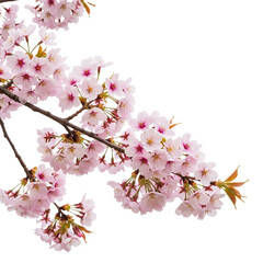 Obraz premium pink cherry blossom isolated