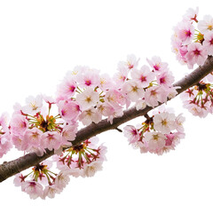 Obraz premium pink cherry blossom