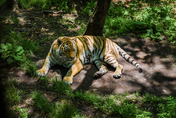 Amur tiger male rests on shaded forest ground in Primorsky Krai, Russia. Rare predator enjoying calm moment in natural habitat under summer light.