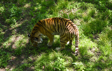 Amur tiger sniffs grass in a sunlit clearing, exploring its territory in Primorsky Krai. Majestic and elusive symbol of the Russian wilderness.