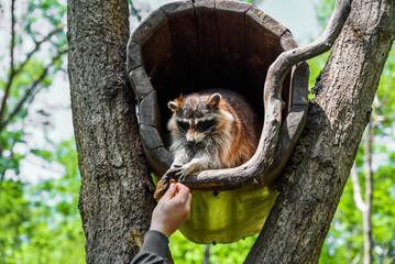 A pet raccoon reaches out from a wooden tree house to take food from a human hand, showing trust and curiosity in a natural outdoor setting.