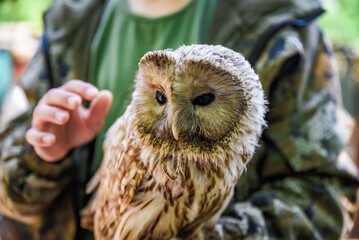 Close-up of a Strix owl perched on a persons hand, showing its detailed feathers and calm expression. Human interaction with a nocturnal forest bird.
