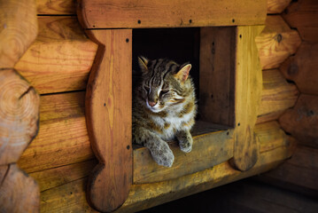 Amur wild cat resting in a wooden shelter in the Russian Far East. This rare feline is native to forested regions of Primorsky Krai, calm and alert.