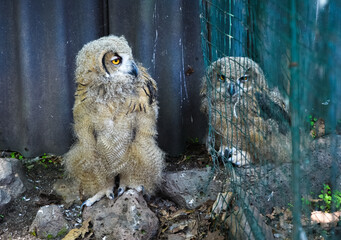 Two young Eurasian eagle-owls stand on the ground, one behind a net and one free, both fluffy with intense yellow eyes and curious expressions.