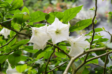 Large white trumpet-shaped flowers of Brugmansia bloom among green leaves in a lush garden. This tropical plant is known for its dramatic and fragrant blossoms.