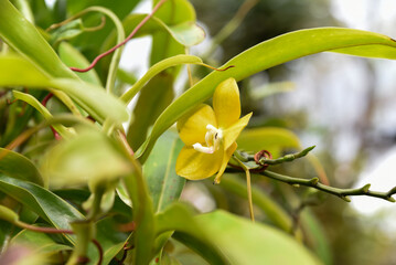 Close-up of a yellow orchid flower growing among lush green leaves in a tropical greenhouse. Delicate petals and vivid colors highlight its exotic beauty.