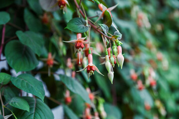 Close-up of delicate pink and red Fuchsia flowers hanging among green leaves, creating a vibrant and natural floral background.