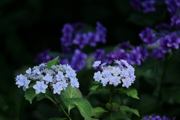 雨に濡れて咲く