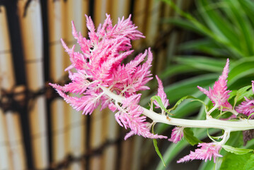 Bright pink feathery Celosia flowers on a pale stem, captured in close-up with a blurred bamboo and foliage background.