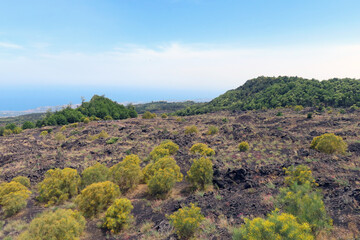 Yellow gorse blooming on the lava fields of Mount Etna, Italy, Sicily