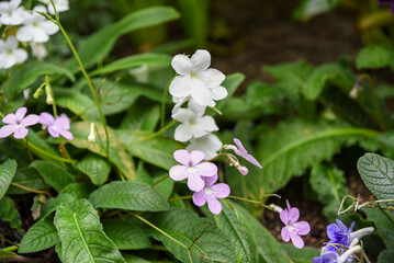 Cluster of white and pale purple Streptocarpus flowers blooming among textured green leaves, photographed in soft natural light in a garden setting.