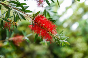 Bright red Bottlebrush Callistemon flower in full bloom with green leaves, captured close-up outdoors with a soft blurred background of nature.