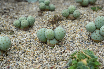 Close-up of Tephrocactus geometricus growing in rocky soil, showing bluish green spherical stems and geometric texture in a desert garden setting.