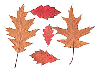 yellow, brown autumn oak leaves on white background
