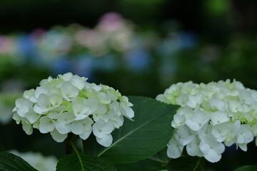 雨に濡れて咲く