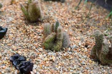 Crested Mammillaria elongata cactus with fuzzy stems and hooked spines grows in rocky desert soil, forming a unique brain-like structure.