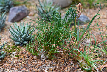 Curly green leaves of Albuca spiralis growing in a rocky desert garden, surrounded by succulents and dry soil.