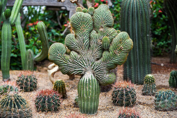 Single crested Cereus forbesii cactus with dramatic fan-shaped crest. Rare botanical specimen with intricate cristate growth in arid environment.