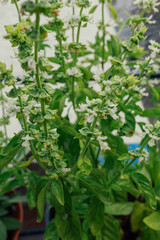 fresh herbs, basil with white flowers in a garden