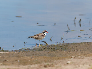 Black-fronted Dotterel (Charadrius melanops) wading along the shoreline with water in background.