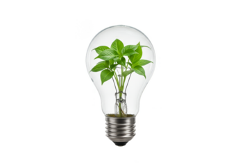 Isolated Lightbulb Plant Growth Green Energy Transparent Background