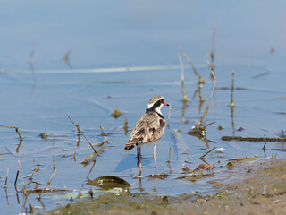 Black-fronted Dotterel (Charadrius melanops) wading along the shoreline with water in background.