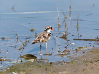 Black-fronted Dotterel (Charadrius melanops) wading along the shoreline with water in background.