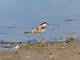 Black-fronted Dotterel (Charadrius melanops) wading along the shoreline with water in background.