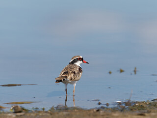 Black-fronted Dotterel (Charadrius melanops) wading along the shoreline with water in background.