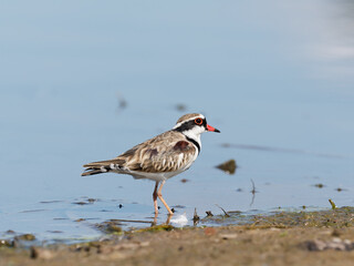 Black-fronted Dotterel (Charadrius melanops) wading along the shoreline with water in background.