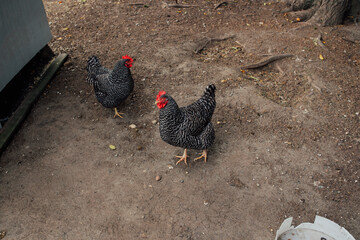 two barred plymouth rock chickens in backyard chicken coop