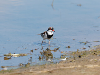 Black-fronted Dotterel (Charadrius melanops) wading along the shoreline with water in background.