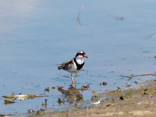 Black-fronted Dotterel (Charadrius melanops) wading along the shoreline with water in background.