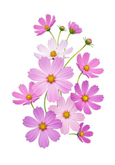 Isolated Pink Cosmos Flowers Transparent Background Blooming Floral Design