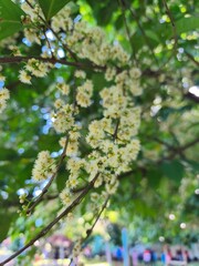 water guava plants with flowers that are in bloom